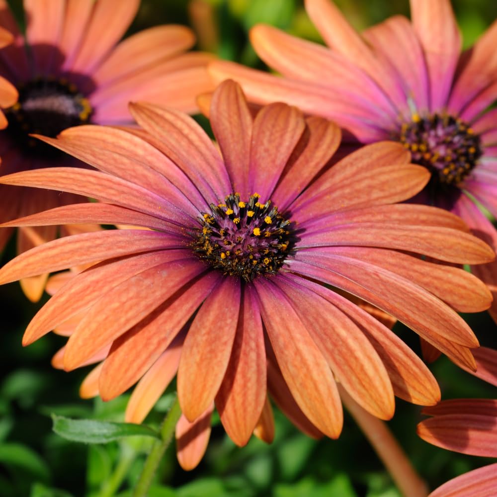 4 Osteospermum Plants, African Daisy Live Plants, 3-5 Inches, Perennial Mix Blooms, Spring to Summer Flowers (Light Orange)