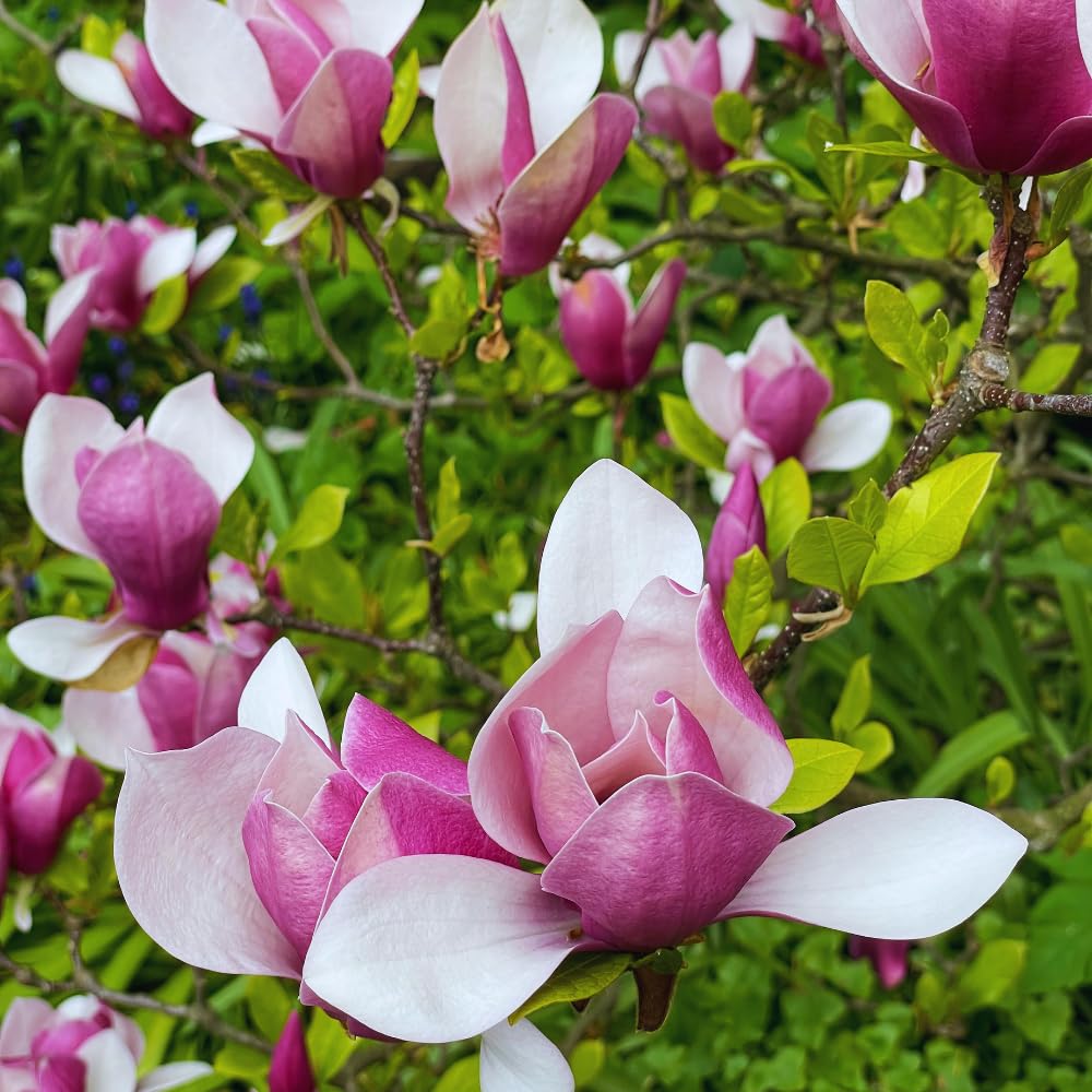 Ann Magnolia Plant Live, 5 to 7 Inches Tall, Magnolia Tree Live Plant for Gardening Shrub Plant