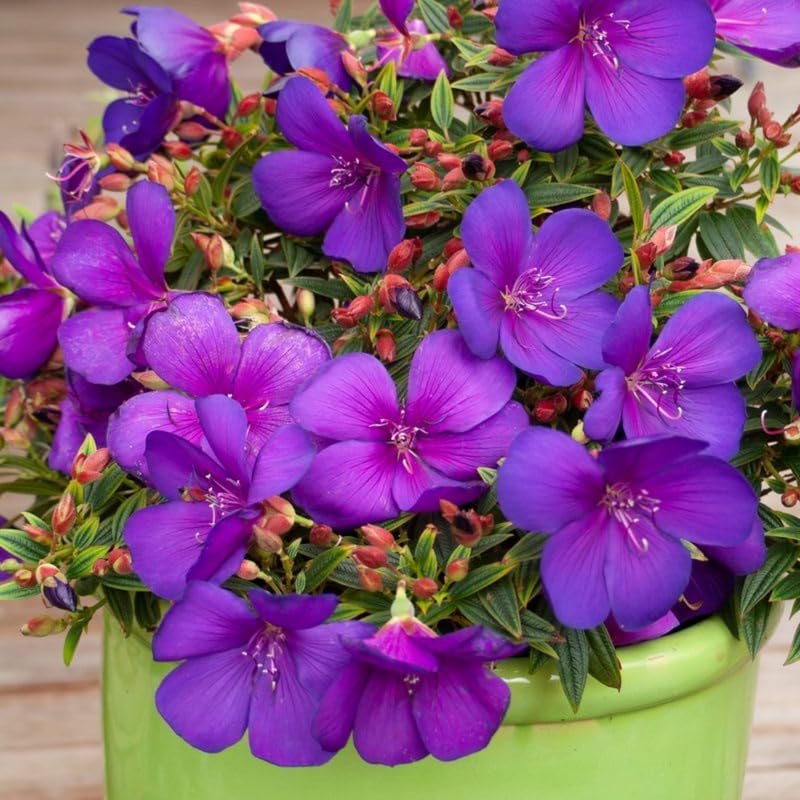 Set 2 Tibouchina Plants Live, Purple Blooms Flower, Tibouchina Flower Shrub for Planting 4-8 Inch Tall