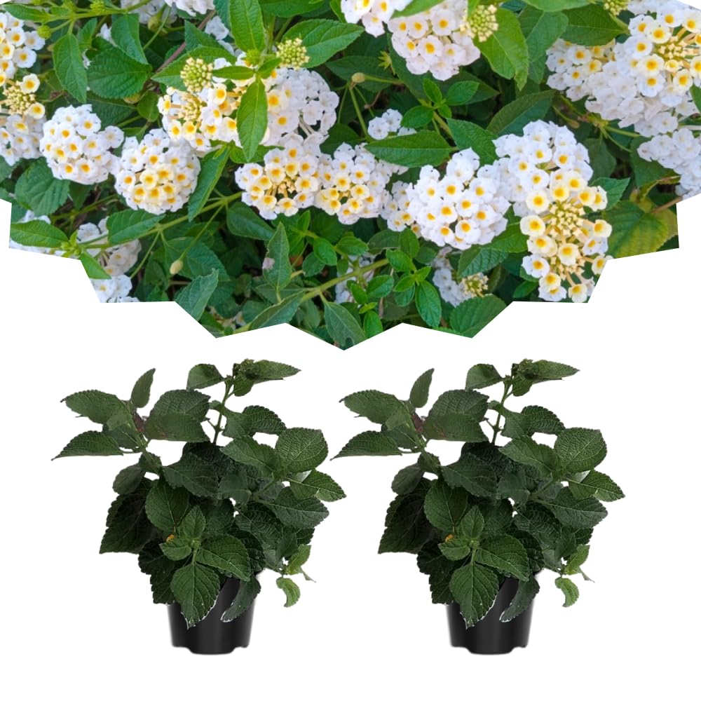 Pack 2 Lantana Live Plants for Planting, Hardy Perennial Lantana Bushes Well Rooted 4-7 Inches, Assorted Blooms (White Flowers)