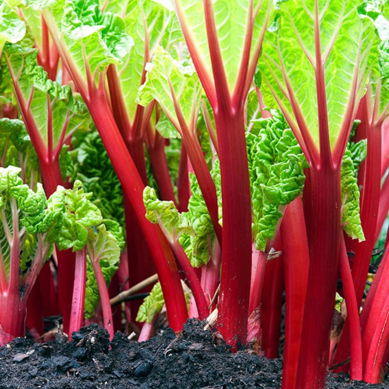 3 Victoria Rhubarb Crowns, Live Rhubarb Root for Planting, Hardy Perennial Vegetable Rootstock for Outdoor Gardens