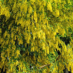 Golden Chain Tree Live Potted Tree, 16-24 Inch Yellow Wisteria Plants