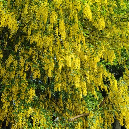 Golden Chain Tree Live Potted Tree, 16-24 Inch Yellow Wisteria Plants