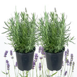 Pack 2 Lavender Plants Live Indoor, Lavandula Trees Live Plants for Planting, Fragrant Flowers Perennial, Plugs 4-7" Tall Well-Rooted (French Lavender)