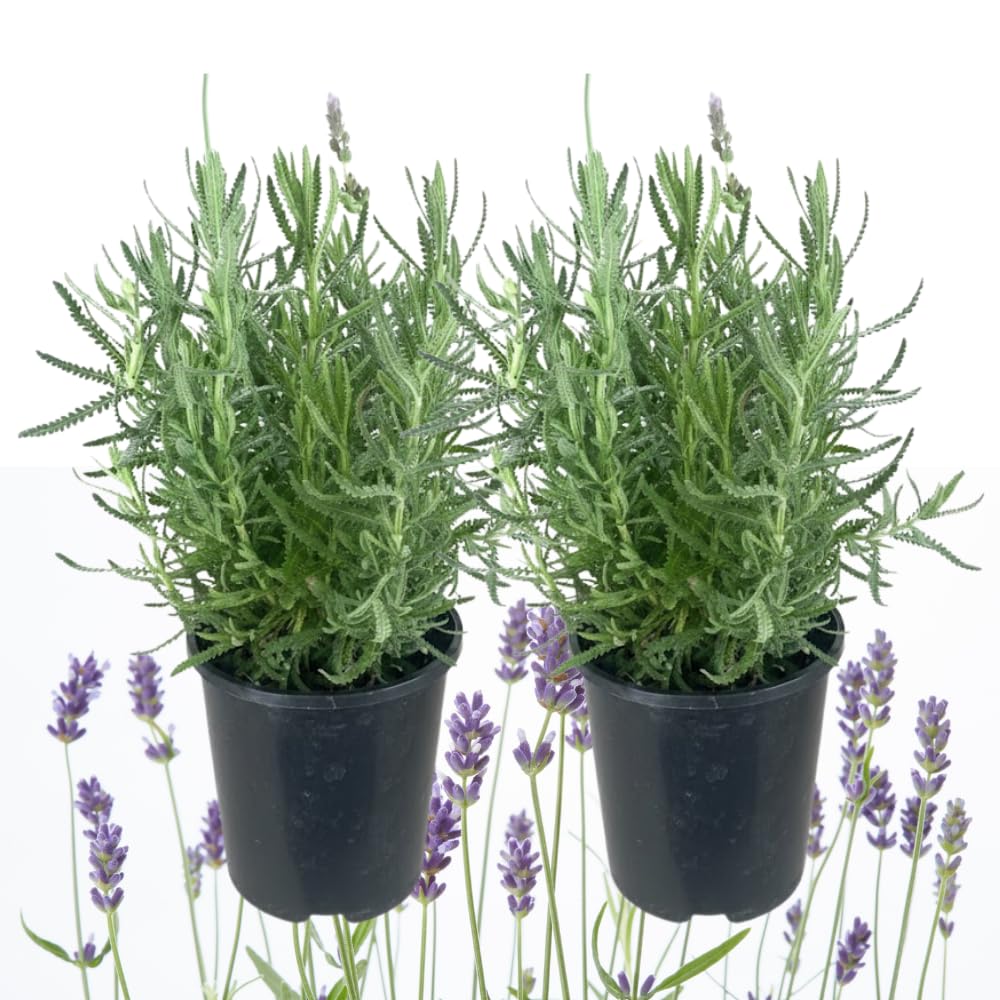 Pack 2 Lavender Plants Live Indoor, Lavandula Trees Live Plants for Planting, Fragrant Flowers Perennial, Plugs 4-7" Tall Well-Rooted (French Lavender)