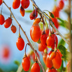 12 Red Goji Berry Cuttings Plants Live, 5 to 7'' Tall, Goji Berry Fruit Plant for Garden Outdoor Indoor