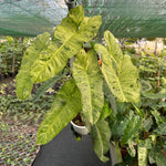 Variegated Philodendron Plant Live, Rare Tropical Variegated Live Indoor Houseplant, Starter Plants No Pot, 5-9" in Tall