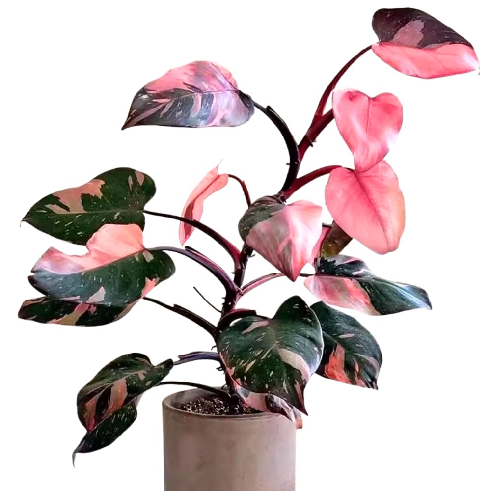 Pink Variegated Philodendron Plants Live, Rare Colors, No Pot, Random, Easy Care, Indoor Plant Houseplants Home Decor, 5-9" in Tall