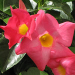 2 Rare Red Mandevilla Plants Live, Trailing Mandevilla Vine for Outdoor Planting, 4-6 Inch Tall Live Flowering Vine for Trellis or Containers