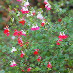 Hot Lips Salvia Plants, Fragrant Salvia Sage Plant in 4 Inch Pot, Perennial White Red Flower Plant, 4-8" Tall Plants