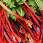 Set 5 Rhubarb Plant Roots for Planting, Rhubarb Crown Root, 4 to 6 Inc in Height, Vegetables Plant Gardening