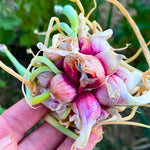 3 Trees Onion Egyptian Walking Onion Live Plants for Planting Outdoors, Rare Fresh Heirloom Allium Winter Onions Vegetable