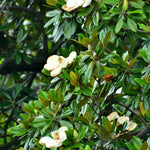 Sweetbay Magnolia Plant Live, 8 to 11 Inches Tall, Magnolia Tree Live Plant for Gardening Shrub Plant Outdoors