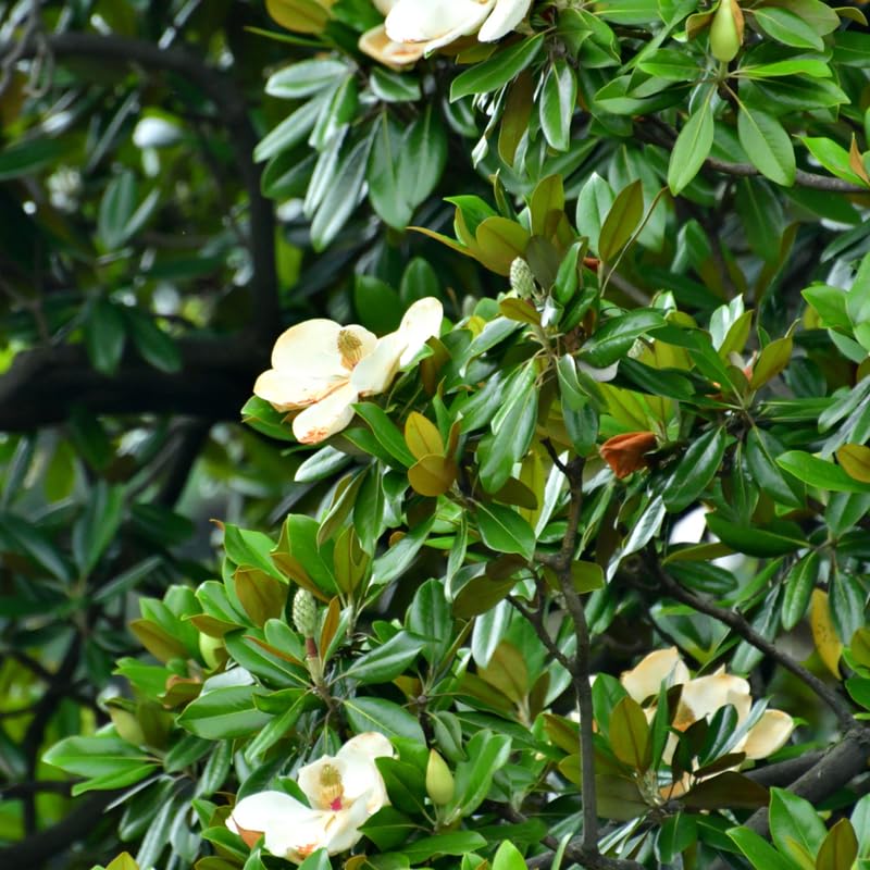 Sweetbay Magnolia Plant Live, 8 to 11 Inches Tall, Magnolia Tree Live Plant for Gardening Shrub Plant Outdoors