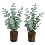 2 Silver Dollar Eucalyptus Live Plants, Fragrant Eucalyptus Herb for Garden and Patio Containers, 2-5 Inches Tall Plugs
