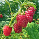 Pack 4 Raspberry Plants Live, 5 to 8 Inch Tall, Sweet Raspberry Bush Live Plants, Raspberries Fruit Seedlings, No Pot (Caroline Red Raspberry)