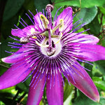 Passion Flower Plant Live, 5 to 8 Inch Tall Passiflora Vine, Fragrant Climbing Plant for Garden or Trellis, No Pot, Well-Rooted (Lavender Passion Flower)