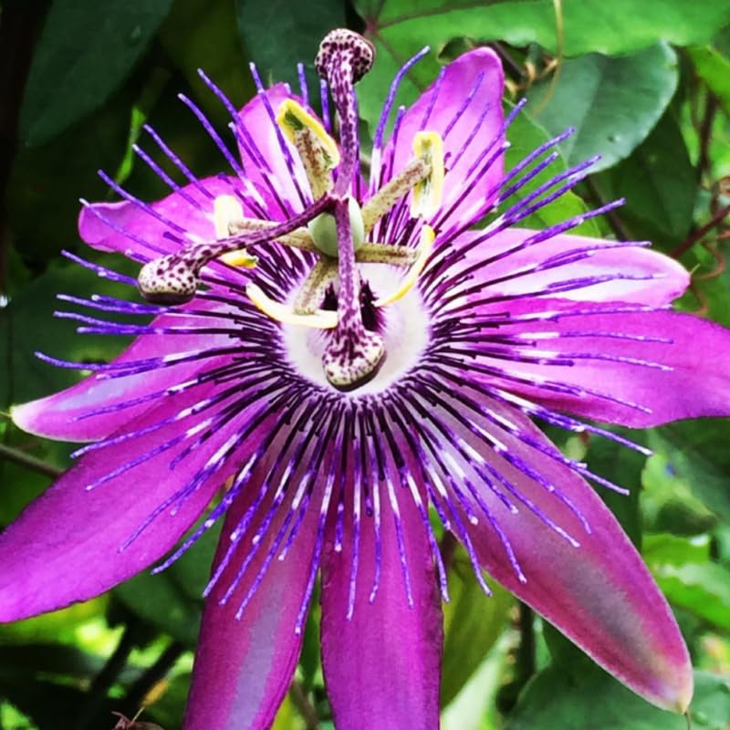Passion Flower Plant Live, 5 to 8 Inch Tall Passiflora Vine, Fragrant Climbing Plant for Garden or Trellis, No Pot, Well-Rooted (Lavender Passion Flower)