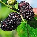 Dwarf Mulberry Plant Live 5-10 Inch Height, Everbearing Mulberry Tree Live Plant for Planting, Sweet Berry Fruit Seedling