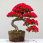 Sets 3 Climbing Bougainvillea Plants Live for Full Sun Trellis Tree, Shrub or Vine Bougainvillea Vibrant Bloom, Very Hardy, 5-9" Tall, Vibrant Red