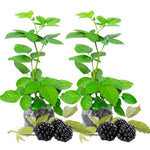 2 Thornless BlackBerry Plants Live for Planting, BlackBerry Bushes Live Plants 5 to 8 Inc Tall, Blackberries Fruit (Sweet Pie BlackBerry)
