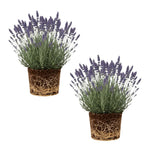 2 Lavender Plants Live Flower, Lavandula Perennial Starter Plants Plugs, 4-8" Tall for Planting Indoor Outdoor (Purple Lavender)