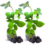 2 Thornless BlackBerry Plants Live for Planting, BlackBerry Bushes Live Plants 5 to 8 Inc Tall, Blackberries Fruit (Triple Crown BlackBerry)