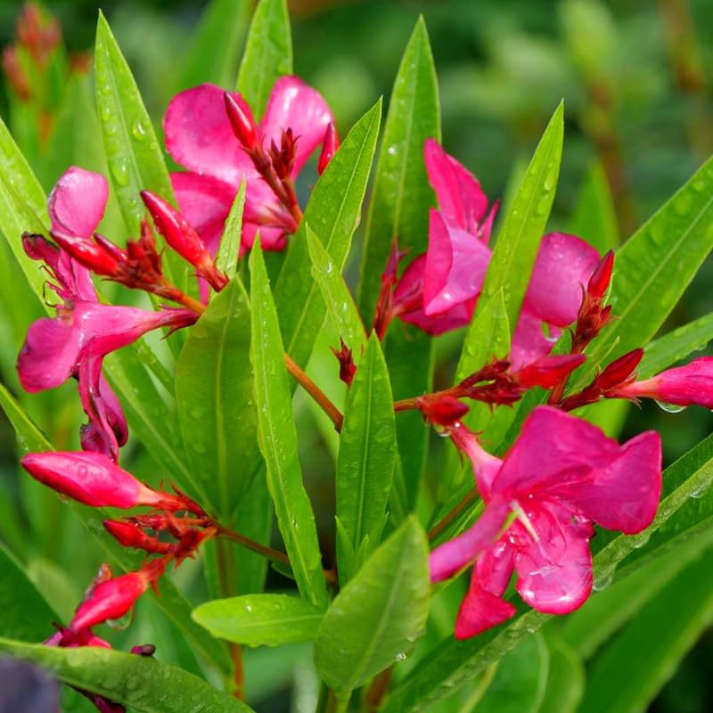 02 Pink Oleander Plants Live, Live Oleander Plant, 5 to 8 Inc Tall, Oleander Live Plant, Shrub Plant Indoor Outdoor