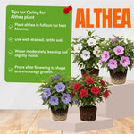 Live Rose of Sharon Plant 6-13" Tall, Althea Hibiscus Bush Well Rooted, Hardy Fragrant Hibiscus Syriacus Flowering Plant - Purple Blooms