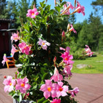 2 Pink Mandevilla Bush Plants, 5 to 7 Inc in Height, Mandevilla Live Plant, Mandevilla Plants Live