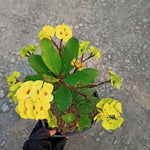 Hardy Crown of Thorn Live Plant, Yellow Euphorbia Milii Tree, 1 Year Old Plant, 5-10 Inches in Tall, No Pot, Indoor Outdoor Décor Succulent Cactus