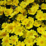 2 Yellow Portulaca Plants Live, Clumps 3-5" Tall Purslane Moss Rose Flowers for Indoor Pots, Outdoor Garden, Hanging Baskets