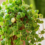 String of Turtles Live Plant, in Pot, Trailing Succulent Plant, Hanging Vine Live Indoor Houseplant