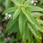 Pack of 2 Lemon Verbena Plants Live, Verbena Plants, 2-5 Inc Tall, Fast Growing Fragrant Herb for Containers and Outdoor Planting