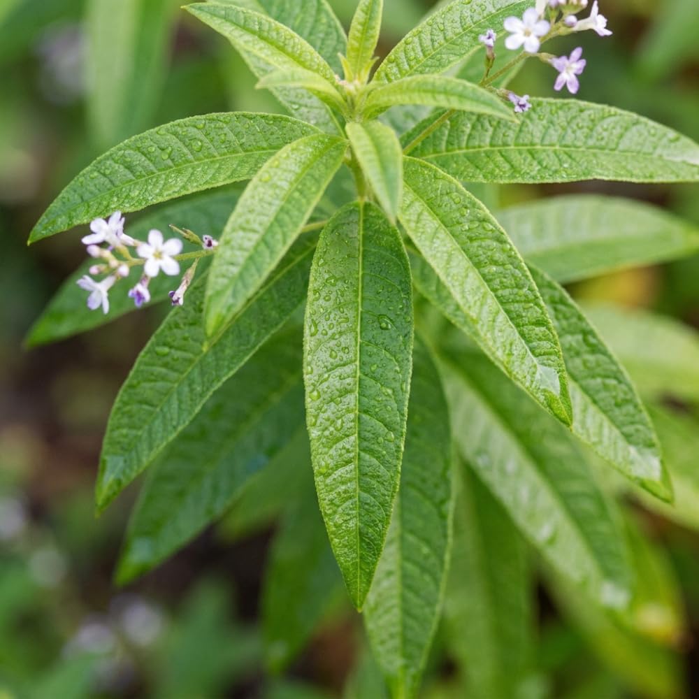 Pack of 2 Lemon Verbena Plants Live, Verbena Plants, 2-5 Inc Tall, Fast Growing Fragrant Herb for Containers and Outdoor Planting