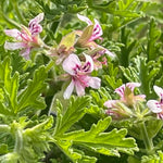 3 Citronella Plants, Live Citronella Geranium Plants 4-7 Inch, Perennial Fragrant Herbs, Container and Garden Planting