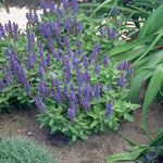 4 Fragrant Sage Salvia Live Plants, Planting in Spring Sage Plants Live, 5 to 10 Inches in Tall, Change Color (Purple-Blue)