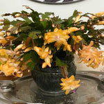 Christmas Cactus Plants Live, Thanksgiving Cactus Easter Cactus Like, 4-8 Inc Tall, Cold Hardy, Holiday Cactus for Indoor Outdoor Planting, Starter Size (Yellow)