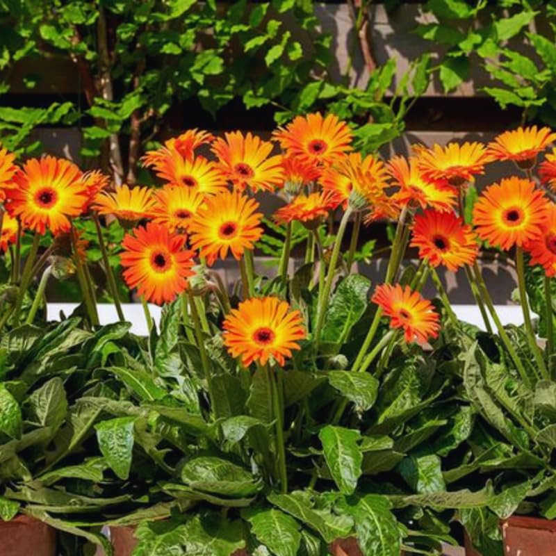 2 Sunset Gerbera Daisy Plants Live, 3 to 5 Inc Tall, Gerbera Daisies Live Plants, Daisy Plant, Daisies Flowers Live Plants, Daisy Plant Pot