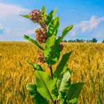 4 Milkweed Plants Live, White Vining Butterfly Milkweed Asclepias Tuberosa Perennial Wildflowers Swamp Common Bush, 5-9" in Tall, No Pot