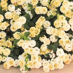 2 Yellow White Lantana Plants Live, Colorful Perennial, Long-Blooming and Very Hardy, Size 5 to 12 Inches in Tall, Well-Rooted, Outdoor Planting