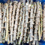 Yuca Cassava Plant Live in Pot, Grown from Cuttings for Planting, Sweet Manihot Root, Very Fast Growing 6-10 Inc in Tall, Easy to Roots