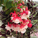 Red Fuchsia Plant Live 4'' Pot, Hardy Flowering Fuchsia Starter 3-6'' Tall, Hanging Basket or Patio Garden Plants, 2 Plants per Pot