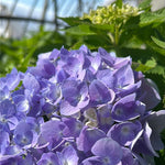 Hydrangea Bush Tree Plants Live, 5-9" Tall, No Pot, Dormant in Winter, Change Color Perennial Planting Indoor Outdoor, Long Lasting Blooms Flower (Pink to Blue)