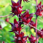 2 Sabdariffa Roselle Hibiscus Plants Live 4-6 Inch Tall, in 4 Inch Pot, Jamaican Sorrel Red Hibiscus Flowers Vegetable Garden
