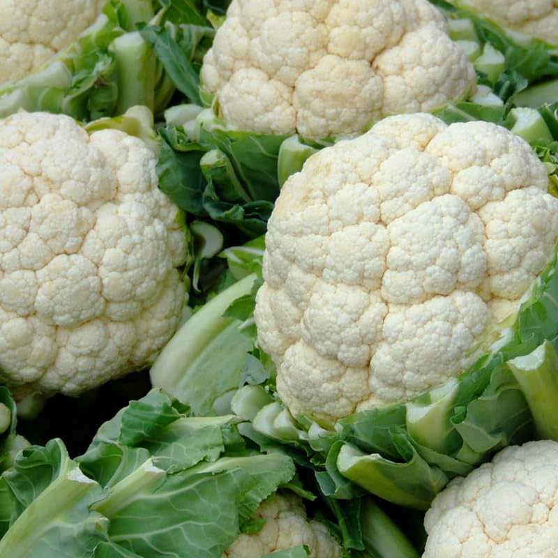 Live Cauliflower Plants 4-6'' Tall in 4'' Pot, Live Vegetable Plants, Outdoor Garden Growing, 2 Plants per Pot