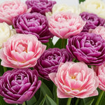 10 Tulip Bulbs for Spring Planting, Mix Double Large Tulip Bulbs for Fall Planting, Flower Bulbs