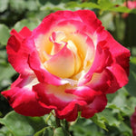 Rose Plant Live, Hybrid Tea Rose Bush Live Plant, 5-9 Inch Tall, Fragrant Flowers Shrub Ready to Plant Outdoor, No Pot, Well-Rooted (Delight Rose)