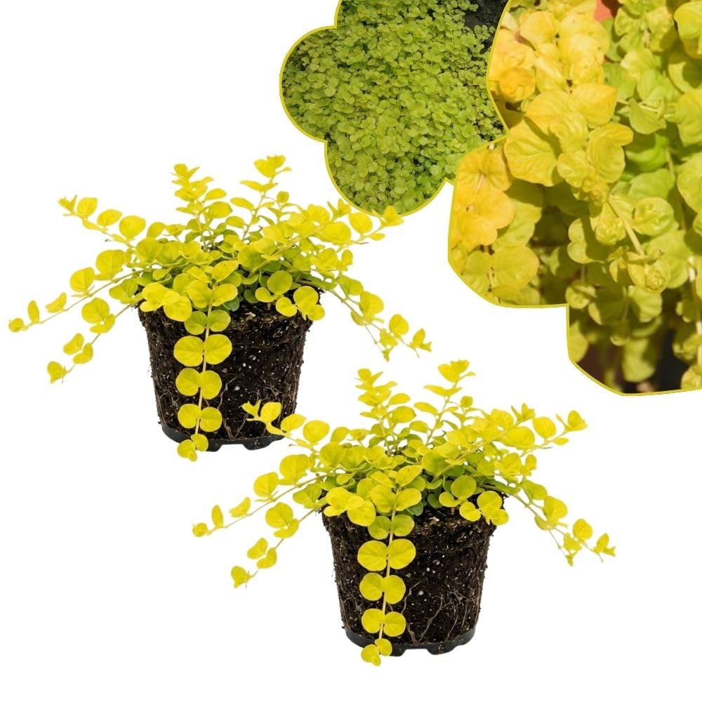 2 Golden Creeping Jenny Live Plants, 2-3 Inches Tall, Creeping Plant, Trailing Perennial Starter Plants for Home Garden Ground Cover