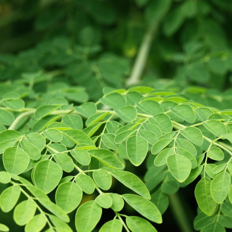Moringa Tree Live Plant, Malunggay Plants Live, Drumstick Horseradish Tree, Herb Moringa Plants for Planting, No Pot